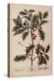 Holly from A Curious Herbal, 1782-Elizabeth Blackwell-Stretched Canvas