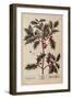 Holly from A Curious Herbal, 1782-Elizabeth Blackwell-Framed Giclee Print