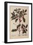 Holly from A Curious Herbal, 1782-Elizabeth Blackwell-Framed Giclee Print