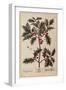 Holly from A Curious Herbal, 1782-Elizabeth Blackwell-Framed Giclee Print