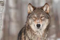 Grey Wolf (Canis Lupus) Portrait - Captive Animal-Holly Kuchera-Framed Stretched Canvas