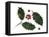 Holly Leaves and Berries, Belgium-Philippe Clement-Framed Stretched Canvas