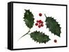 Holly Leaves and Berries, Belgium-Philippe Clement-Framed Stretched Canvas