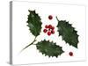 Holly Leaves and Berries, Belgium-Philippe Clement-Stretched Canvas