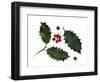 Holly Leaves and Berries, Belgium-Philippe Clement-Framed Photographic Print