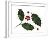 Holly Leaves and Berries, Belgium-Philippe Clement-Framed Photographic Print