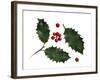 Holly Leaves and Berries, Belgium-Philippe Clement-Framed Photographic Print