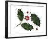 Holly Leaves and Berries, Belgium-Philippe Clement-Framed Photographic Print