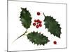 Holly Leaves and Berries, Belgium-Philippe Clement-Mounted Photographic Print