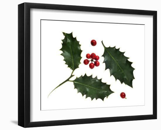 Holly Leaves and Berries, Belgium-Philippe Clement-Framed Photographic Print