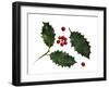 Holly Leaves and Berries, Belgium-Philippe Clement-Framed Photographic Print