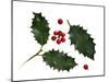 Holly Leaves and Berries, Belgium-Philippe Clement-Mounted Photographic Print