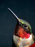 The Jeweled Beauty of a Hummingbird-Holly Miller-Pollack-Photographic Print