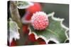 Holly' Rimed Berries in Frost-null-Stretched Canvas