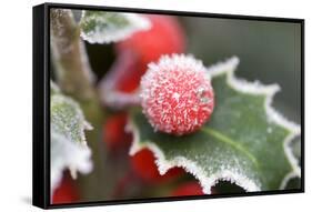 Holly' Rimed Berries in Frost-null-Framed Stretched Canvas