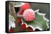 Holly' Rimed Berries in Frost-null-Framed Stretched Canvas