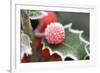 Holly' Rimed Berries in Frost-null-Framed Photographic Print