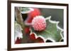 Holly' Rimed Berries in Frost-null-Framed Photographic Print