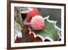 Holly' Rimed Berries in Frost-null-Framed Photographic Print