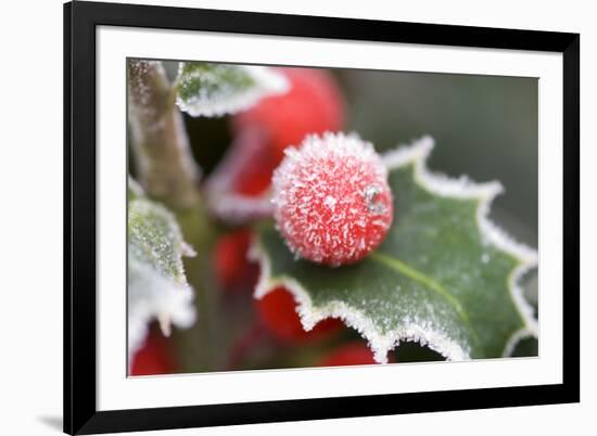 Holly' Rimed Berries in Frost-null-Framed Photographic Print