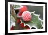 Holly' Rimed Berries in Frost-null-Framed Photographic Print