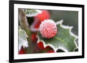 Holly' Rimed Berries in Frost-null-Framed Photographic Print