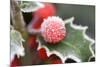Holly' Rimed Berries in Frost-null-Mounted Photographic Print