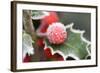 Holly' Rimed Berries in Frost-null-Framed Photographic Print