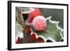 Holly' Rimed Berries in Frost-null-Framed Photographic Print