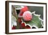 Holly' Rimed Berries in Frost-null-Framed Photographic Print