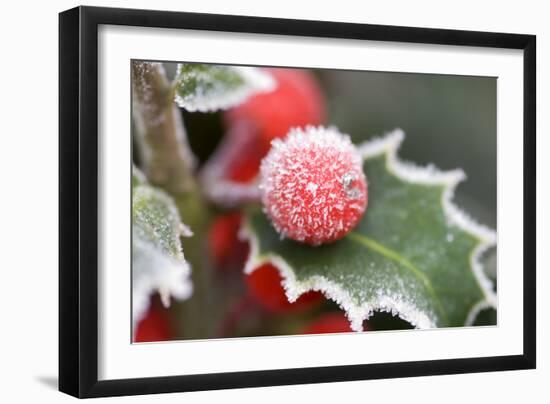 Holly' Rimed Berries in Frost-null-Framed Photographic Print