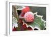 Holly' Rimed Berries in Frost-null-Framed Photographic Print