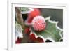 Holly' Rimed Berries in Frost-null-Framed Photographic Print