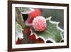 Holly' Rimed Berries in Frost-null-Framed Photographic Print