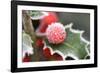 Holly' Rimed Berries in Frost-null-Framed Photographic Print