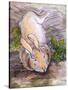 Holly, The Giant Continental Rabbit, 2002-Joan Thewsey-Stretched Canvas