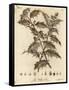 Holly Tree, Ilex Aquifolium., 1776 (Engraving)-Johann Sebastien Muller-Framed Stretched Canvas