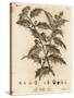 Holly Tree, Ilex Aquifolium., 1776 (Engraving)-Johann Sebastien Muller-Stretched Canvas