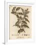 Holly Tree, Ilex Aquifolium., 1776 (Engraving)-Johann Sebastien Muller-Framed Giclee Print