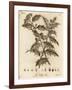 Holly Tree, Ilex Aquifolium., 1776 (Engraving)-Johann Sebastien Muller-Framed Giclee Print