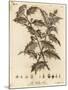 Holly Tree, Ilex Aquifolium., 1776 (Engraving)-Johann Sebastien Muller-Mounted Giclee Print