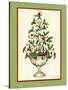Holly Tree Topiary-Robin Betterley-Stretched Canvas