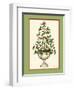 Holly Tree Topiary-Robin Betterley-Framed Premium Giclee Print