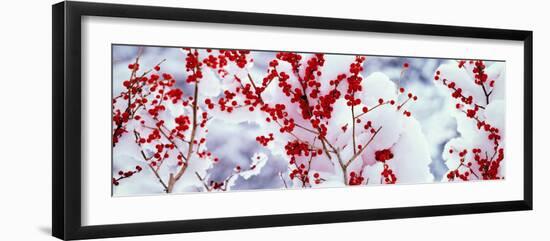 Holly Trees Kyoto Keihoku-Cho Japan-null-Framed Photographic Print