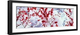 Holly Trees Kyoto Keihoku-Cho Japan-null-Framed Photographic Print