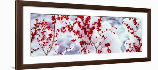 Holly Trees Kyoto Keihoku-Cho Japan-null-Framed Photographic Print