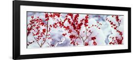 Holly Trees Kyoto Keihoku-Cho Japan-null-Framed Photographic Print