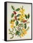 Holly, Winter Jasmine, Heath and Mistletoe-Ursula Hodgson-Framed Stretched Canvas