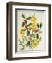 Holly, Winter Jasmine, Heath and Mistletoe-Ursula Hodgson-Framed Giclee Print