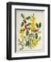 Holly, Winter Jasmine, Heath and Mistletoe-Ursula Hodgson-Framed Giclee Print